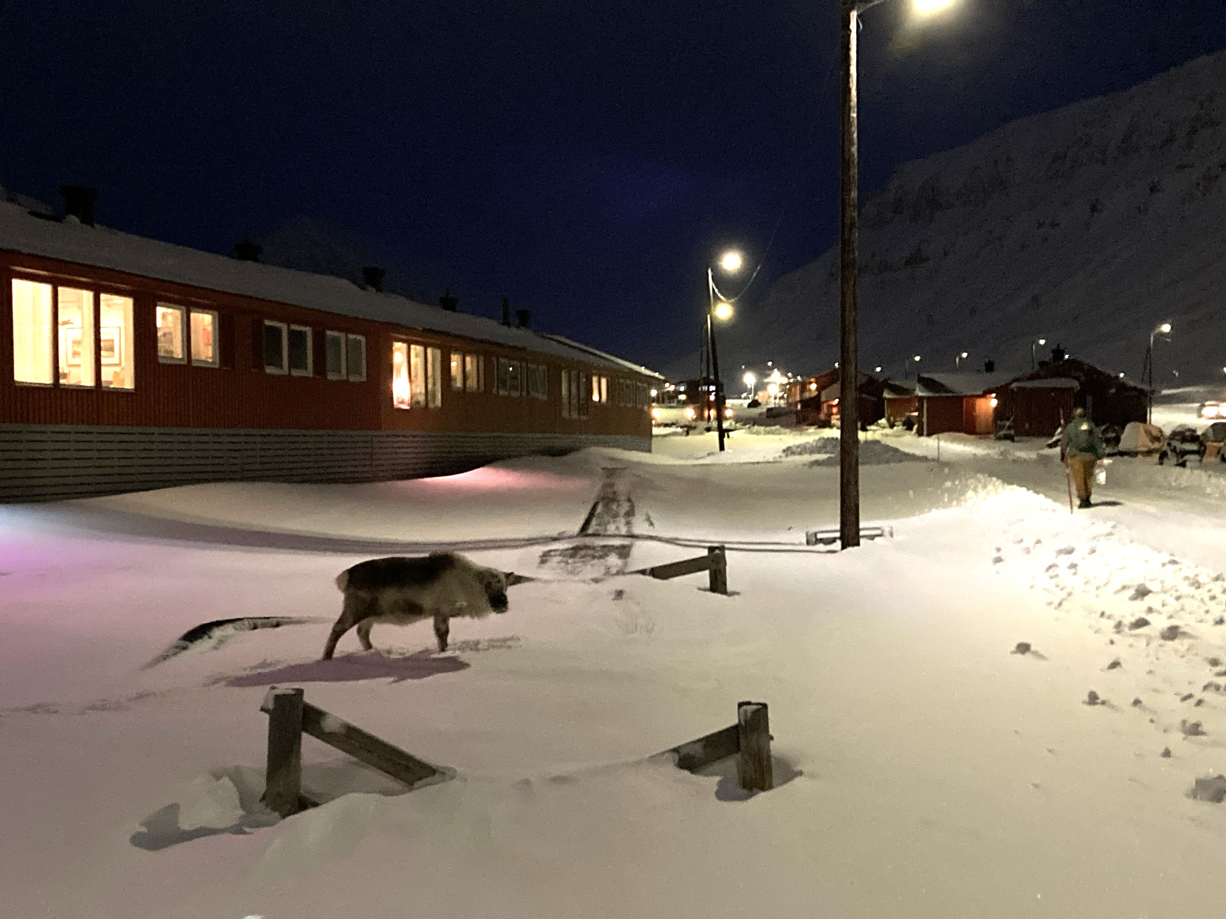 © Christina Goldhar reindeer